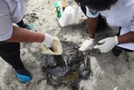 Liberada tras años de rehabilitación, una tortuga aparece muerta días después con herida de arpón
