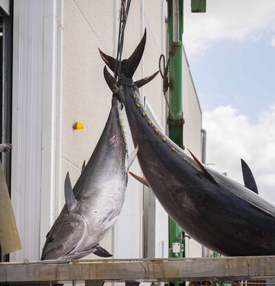 Atún, por qué la ciencia aconseja que lo comas