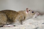 Lo que se sabe hasta ahora del brote de hantavirus