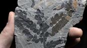 Las plantas sobrevivieron al asteroide que mató a los dinosaurios duplicando su genoma 