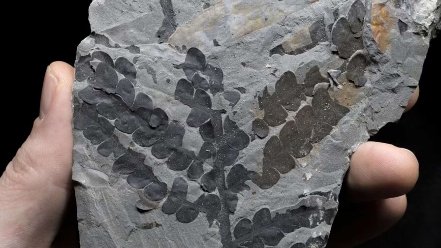 Las plantas sobrevivieron al asteroide que mató a los dinosaurios duplicando su genoma 