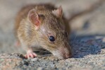 Casos positivos de leptospirosis superan el doble de los registrados en 2025