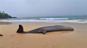 Hallan ballena picuda muerta en playa de Río San Juan