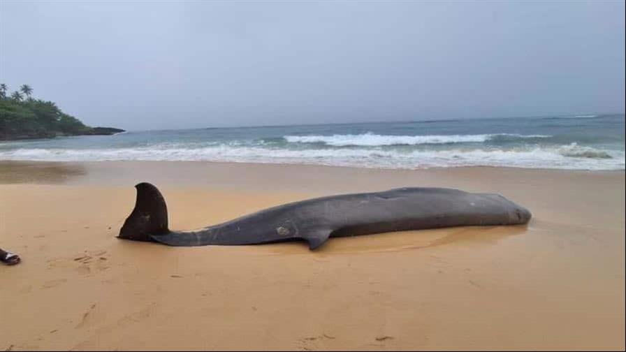 Hallan ballena picuda muerta en playa de Río San Juan Hallan ballena picuda muerta en playa de Río San Juan