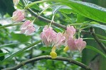 Descubren en Perú una nueva especie de planta endémica de la selva amazónica central