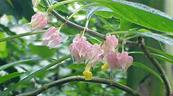 Descubren en Perú una nueva especie de planta endémica de la selva amazónica central