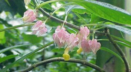 Descubren en Perú una nueva especie de planta endémica de la selva amazónica central