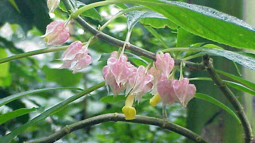 Descubren en Perú una nueva especie de planta endémica de la selva amazónica central