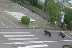 Un oso irrumpe violentamente y lastima a cuatro personas en Japón