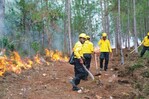 Incendios forestales amenazan la resiliencia ambiental Incendios forestales amenazan la resiliencia ambiental
