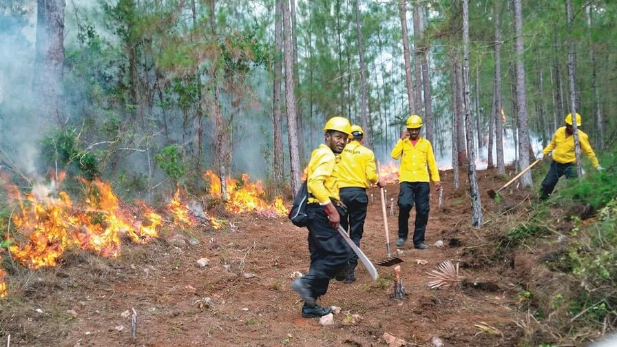 Incendios forestales amenazan la resiliencia ambiental Incendios forestales amenazan la resiliencia ambiental