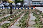 La DNCD desmantela campo de cultivo de presunta marihuana en San José de Ocoa
