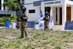 La DNCD incauta en cuatro meses más de 4,800 plantas de marihuana en la región Sur