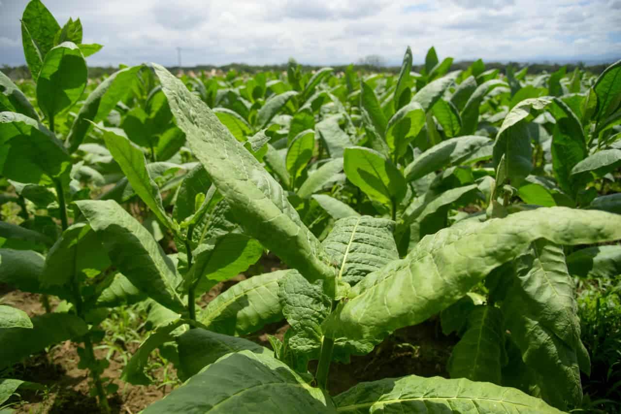 Plantación de tabaco en las tierras del Cibao.