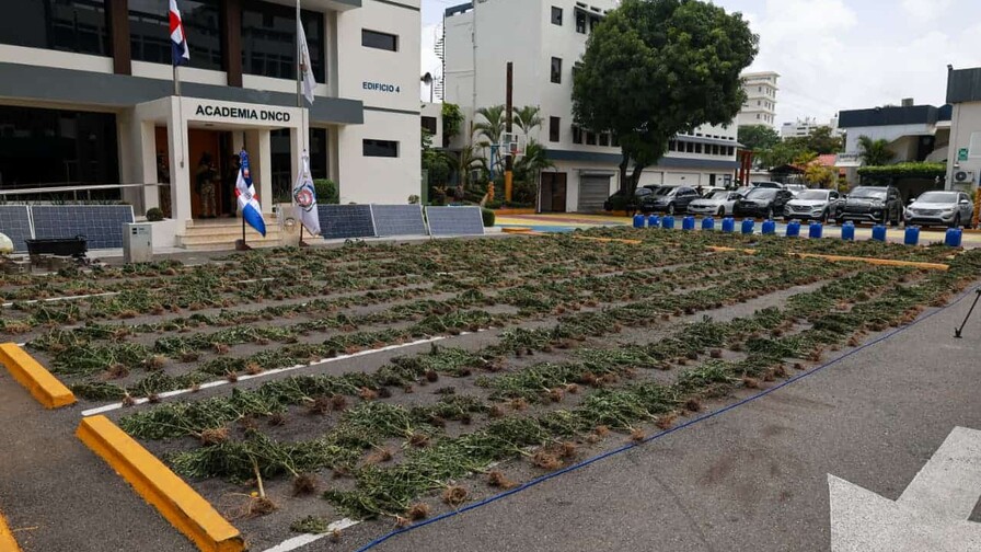 Sembradío desmantelado en Ocoa contenía 3,533 plantas de marihuana