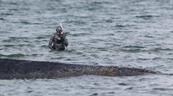La ballena varada que causó furor mediático en Alemania será convertida en biocombustible