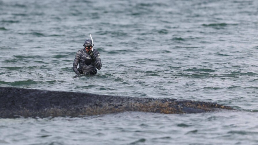 La ballena varada que causó furor mediático en Alemania será convertida en biocombustible