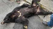 Capturan al oso que mantuvo en alerta a ciudad japonesa durante cuatro días