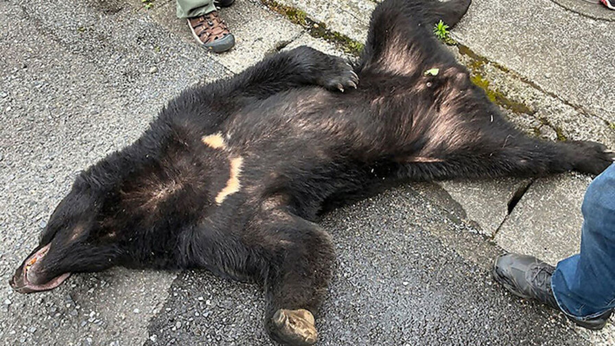 Capturan al oso que mantuvo en alerta a ciudad japonesa durante cuatro días