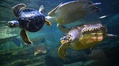 China alerta sobre tortugas espías que buscan secretos en sus aguas