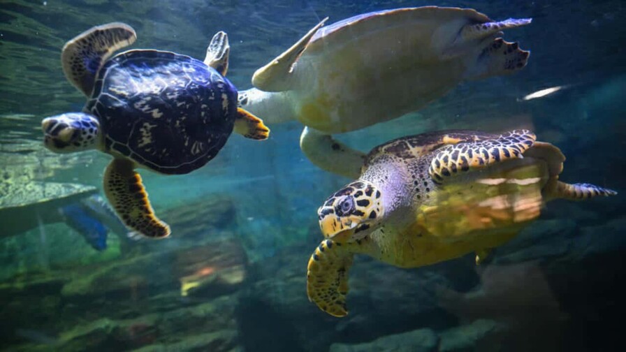 China alerta sobre tortugas espías que buscan secretos en sus aguas