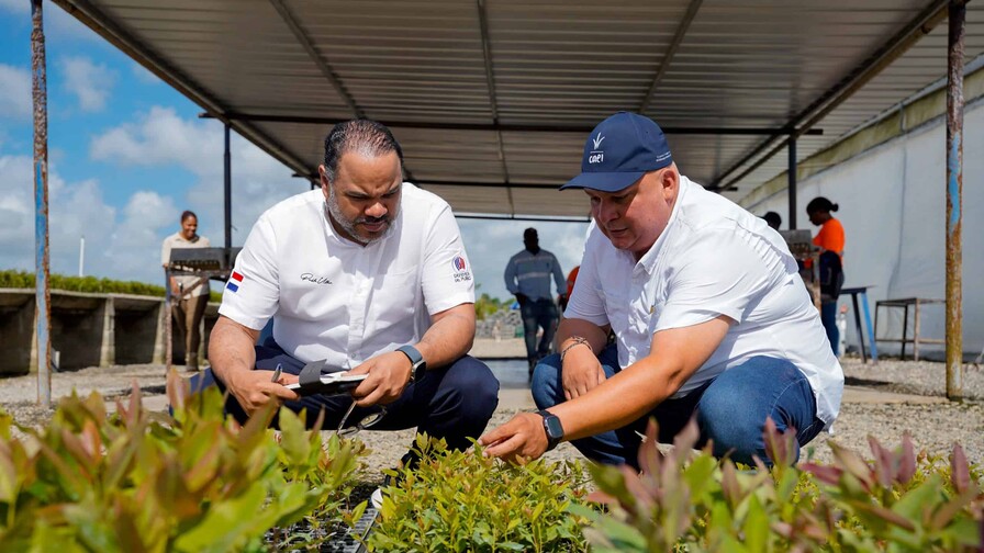 El bosque que produce energía