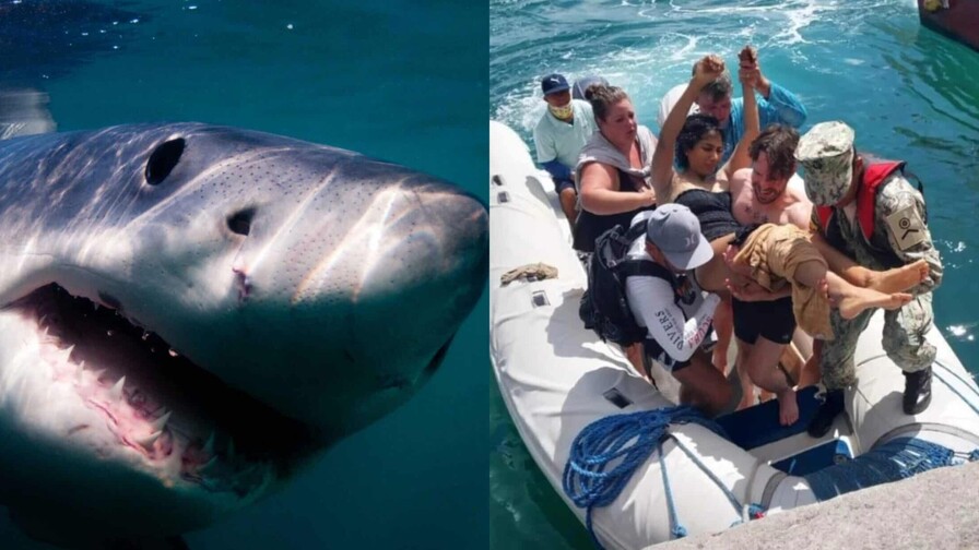 Un tiburón ataca a una turista australiana en una pierna en las islas Galápagos de Ecuador