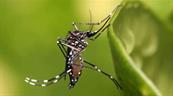 ¿Por qué no avanzó una solicitud para introducir a RD mosquito modificado?