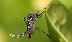 ¿Por qué no avanzó una solicitud para introducir a RD mosquito modificado?