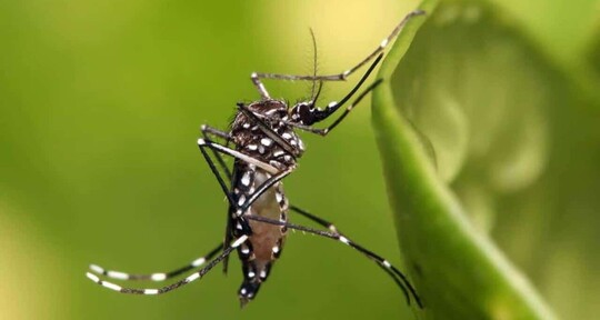 ¿Por qué no avanzó una solicitud para introducir a RD mosquito modificado?