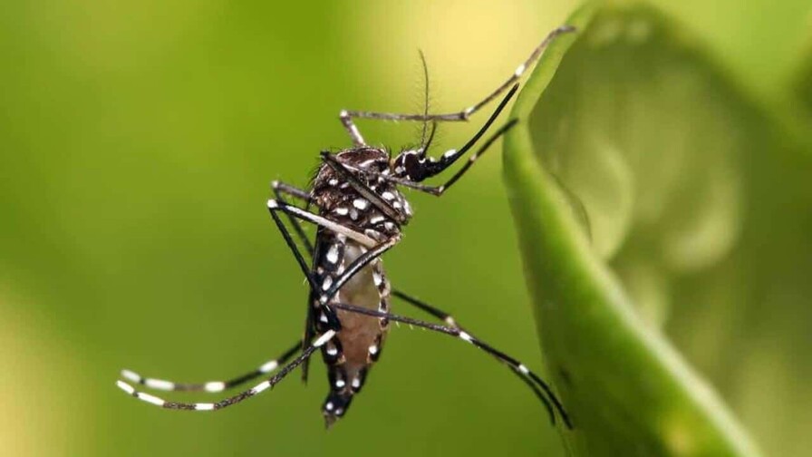 ¿Por qué no avanzó una solicitud para introducir a RD mosquito modificado? ¿Por qué no avanzó una solicitud para introducir a RD mosquito modificado?