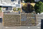 Desmantelan otra plantación de marihuana en San José de Ocoa; la mayor hasta ahora en el país Desmantelan otra plantación de marihuana en San José de Ocoa; la mayor hasta ahora en el país