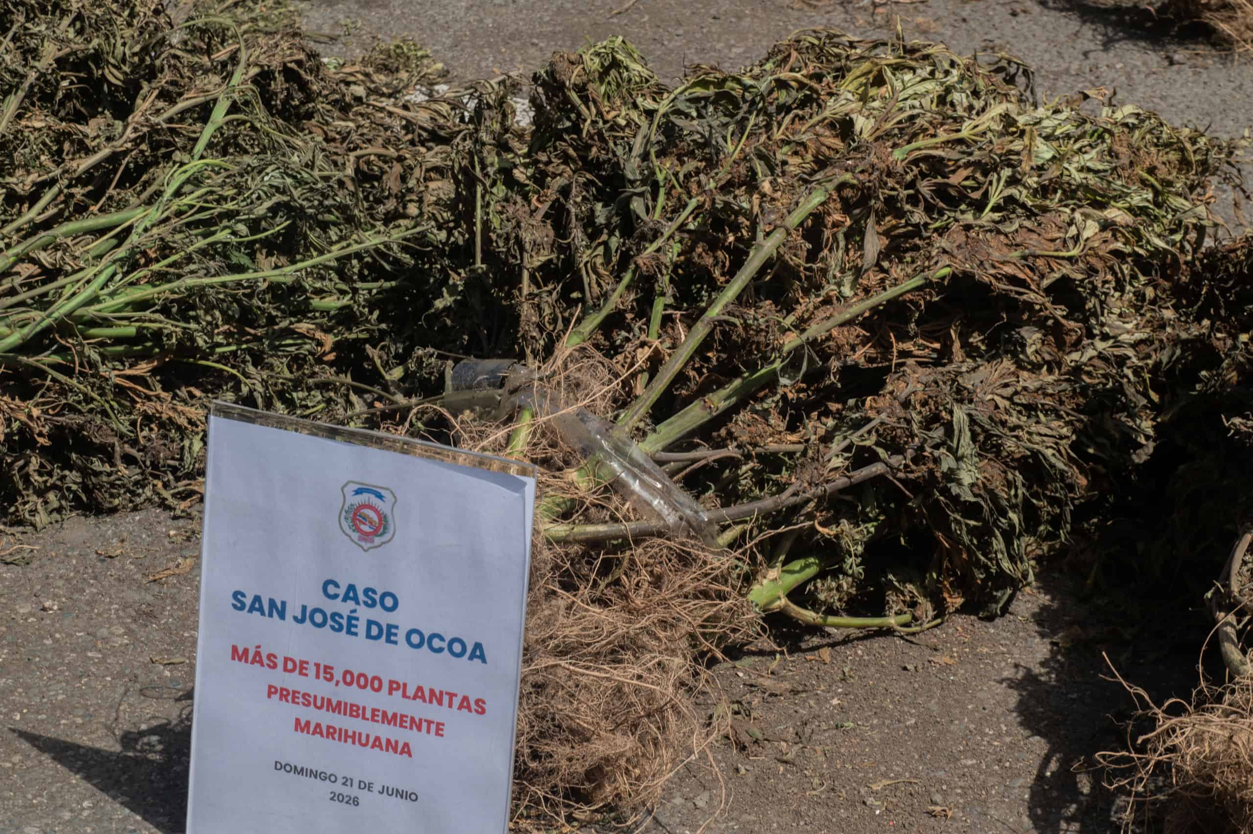 15,392 plantas de presunta marihuana fueron descomisadas.