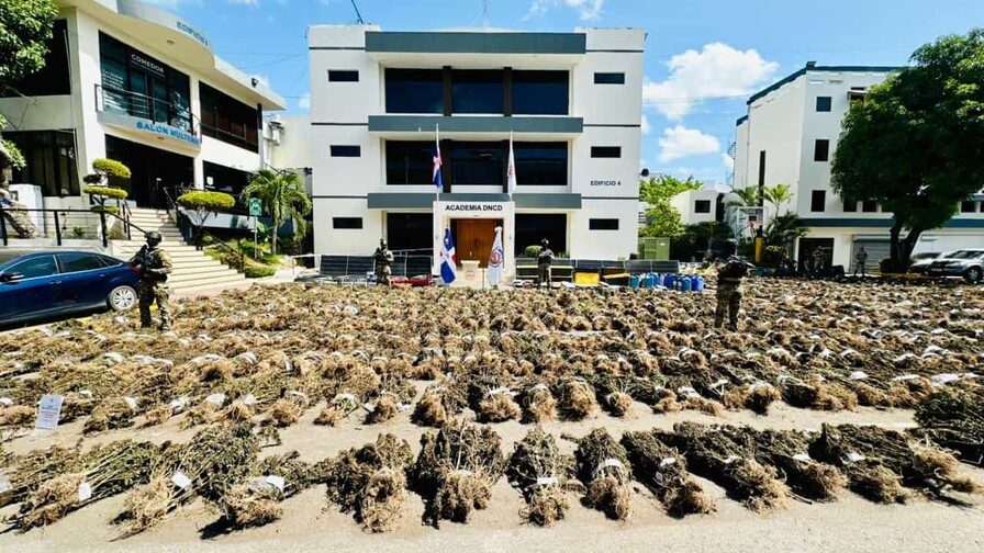 Tribunal de Ocoa ordena liberar a tres hombres detenidos por plantación de marihuana en El Pinar