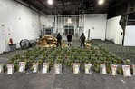 Piñas con sorpresa: hallan cocaína en cargamento que sería enviado a Afganistán