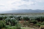 Barahona alcanza las 748,000 toneladas de caña cortadas y aspira al millón en tres años