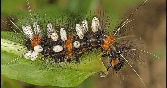En la Tierra podría haber hasta tres veces más especies de insectos