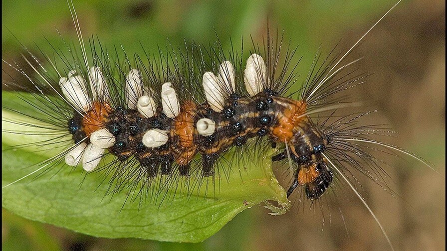 En la Tierra podría haber hasta tres veces más especies de insectos