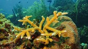 República Dominicana participará en expedición para estudiar aguas profundas del Caribe