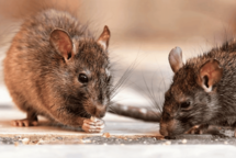 La leptospirosis suma 196 casos y 15 muertes en República Dominicana en lo que va de 2026