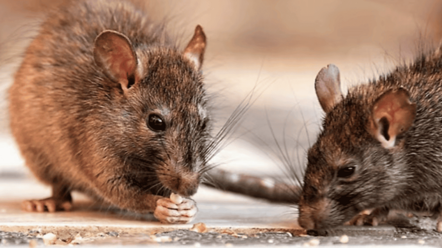 La leptospirosis suma 196 casos y 15 muertes en República Dominicana en lo que va de 2026 La leptospirosis suma 196 casos y 15 muertes en República Dominicana en lo que va de 2026