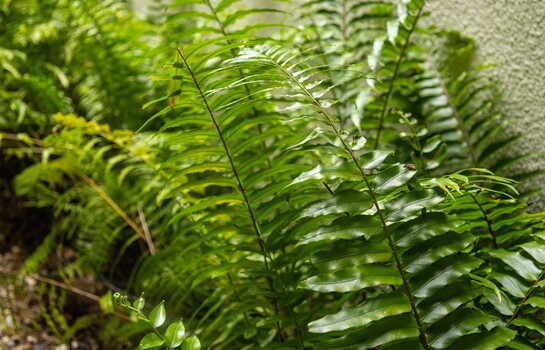 Las plantas que hacen que tu hogar se sienta más fresco