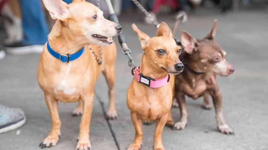 Corea del Norte recomienda la sopa de perro para combatir el calor Corea del Norte recomienda la sopa de perro para combatir el calor