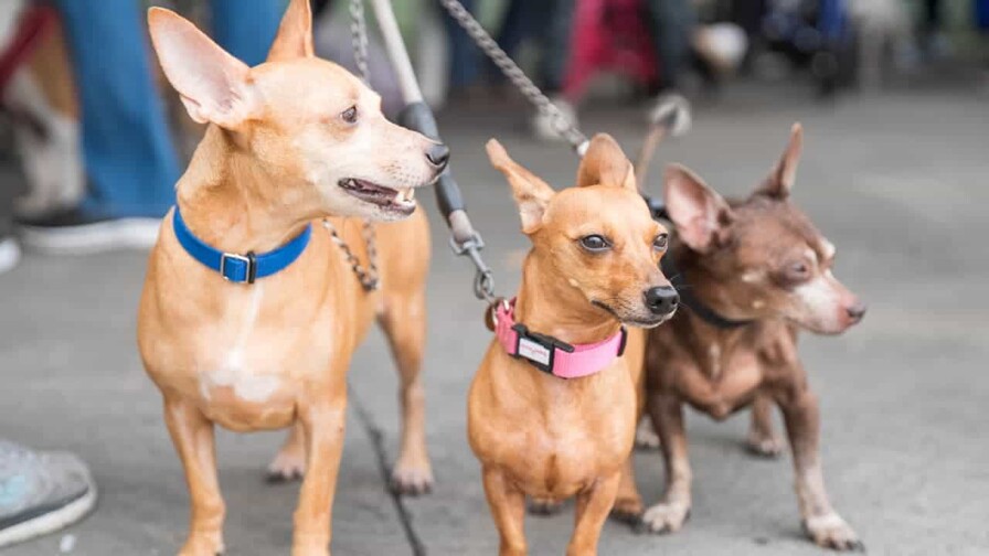 Alcaldía del Distrito Nacional esteriliza 100 perros y gatos durante jornada Alcaldía del Distrito Nacional esteriliza 100 perros y gatos durante jornada