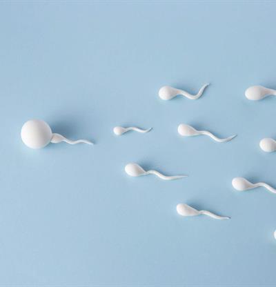 Los factores ambientales son determinantes en la calidad del semen