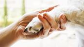 La destrucción de los hábitats y ecosistemas entre las causas de la zoonosis