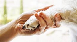 La destrucción de los hábitats y ecosistemas entre las causas de la zoonosis