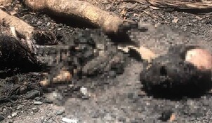 Hallan restos humanos carbonizados en municipio de Dajabón