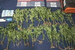 Encuentran plantación de marihuana en zona montañosa de San José de Ocoa Encuentran plantación de marihuana en zona montañosa de San José de Ocoa