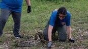 Cientos de cazadores inician en Florida el reto anual de capturar pitones invasoras
